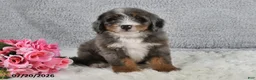 Mini Bernedoodle dogs for sale: Captain - Ad 3