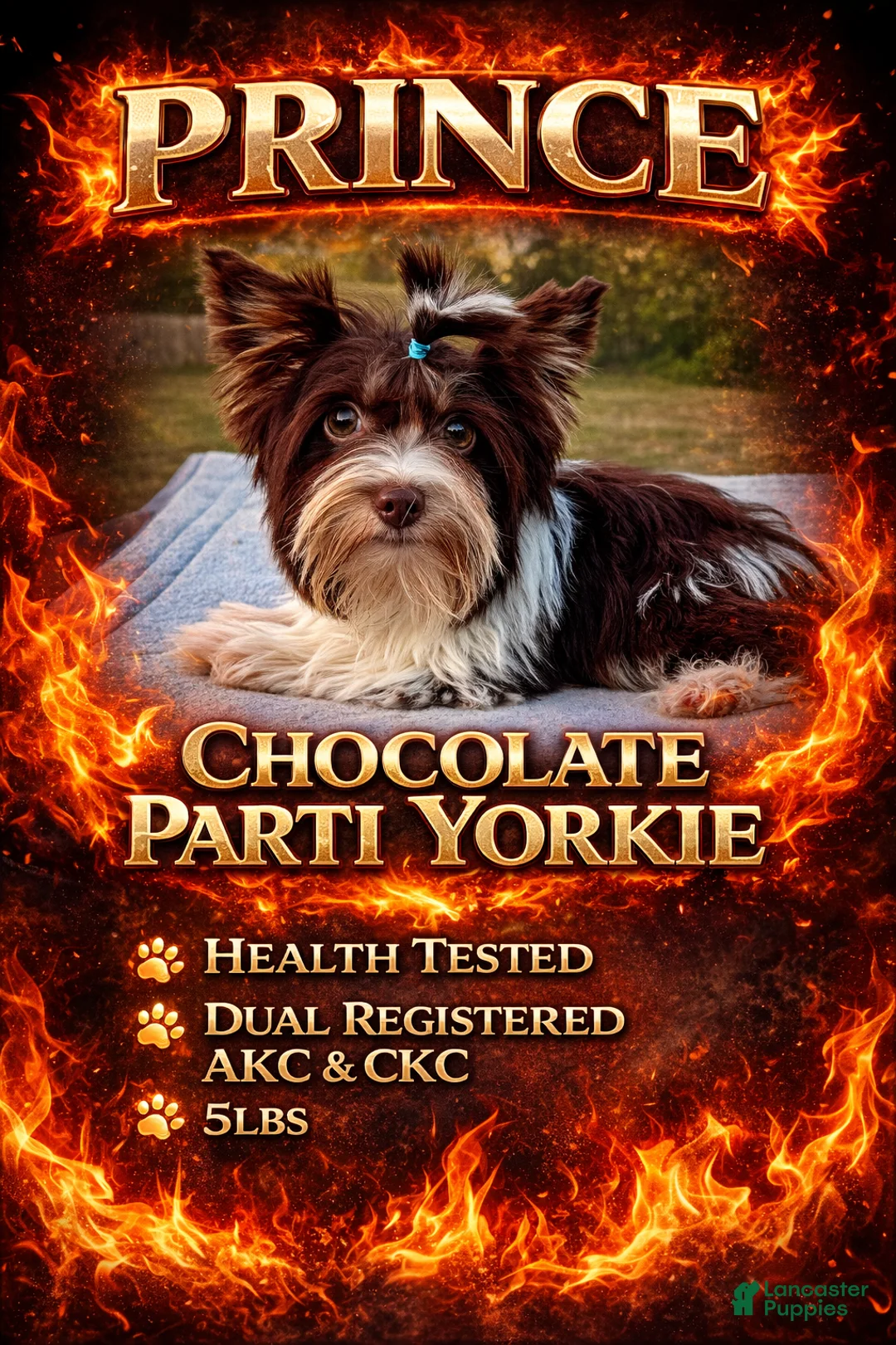 Yorkshire Terrier dogs for sale: Prince - Ad 3