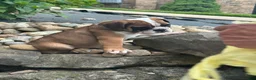 English Bulldog dogs for sale: Kaden - Ad 5