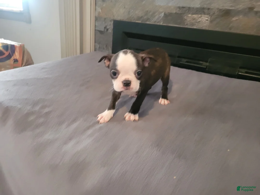 Boston Terrier dogs for sale: Kim  - Ad 6