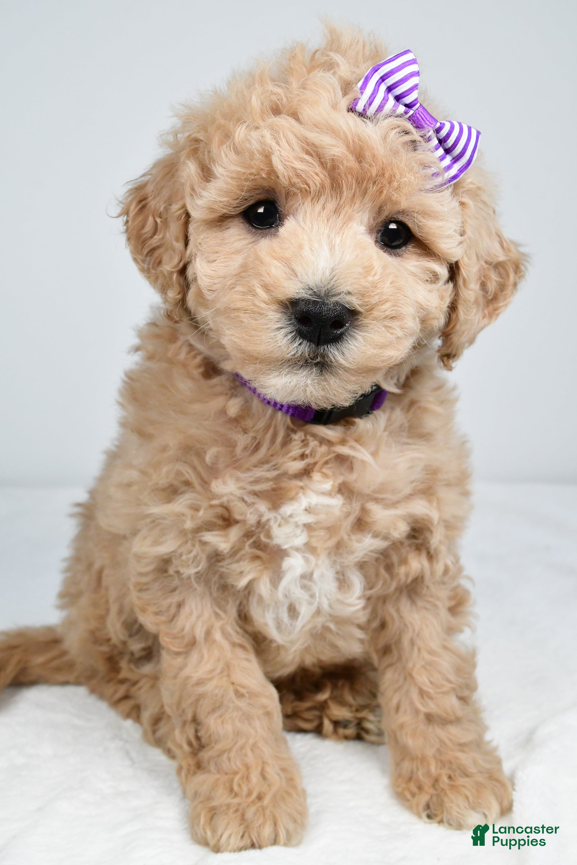 Mini Goldendoodle dogs Nancy - Ad 2