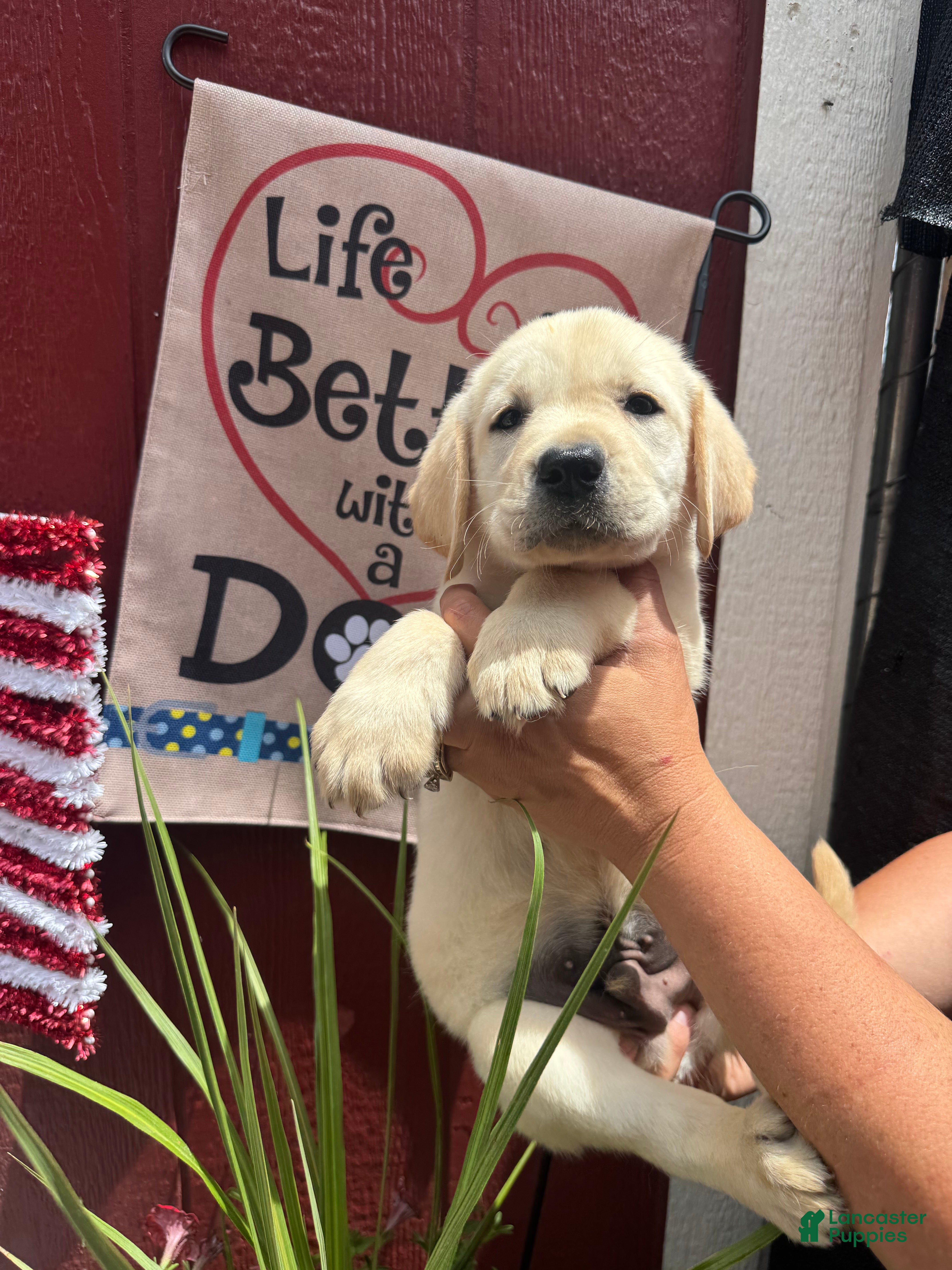 Labrador Retriever dogs Labrador Retriever Puppy 3 - Ad 1