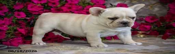 French Bulldog dogs for sale: Snow - Ad 4