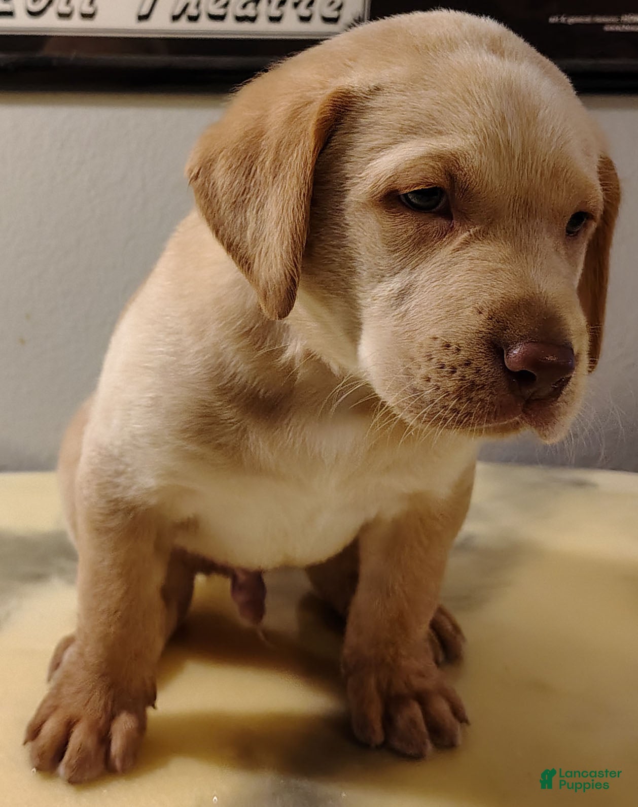 Labrador Retriever dogs Tucker - Ad 27