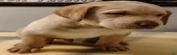 Labrador Retriever dogs for sale: Tucker - Ad 1