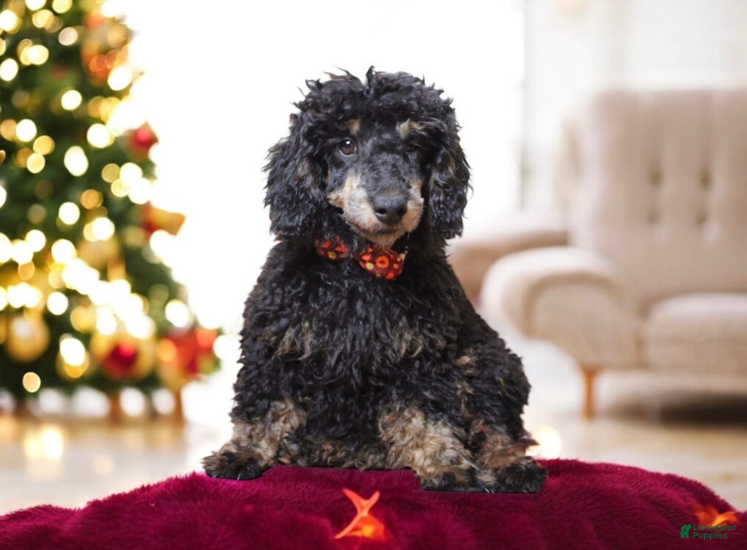 Toy Poodle dogs for sale: Jett - Ad 4