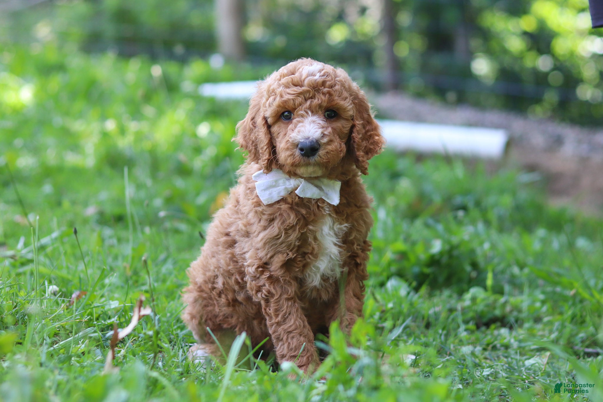 Standard Poodle dogs Brodie AKC - Ad 1
