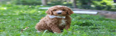 Brodie AKC