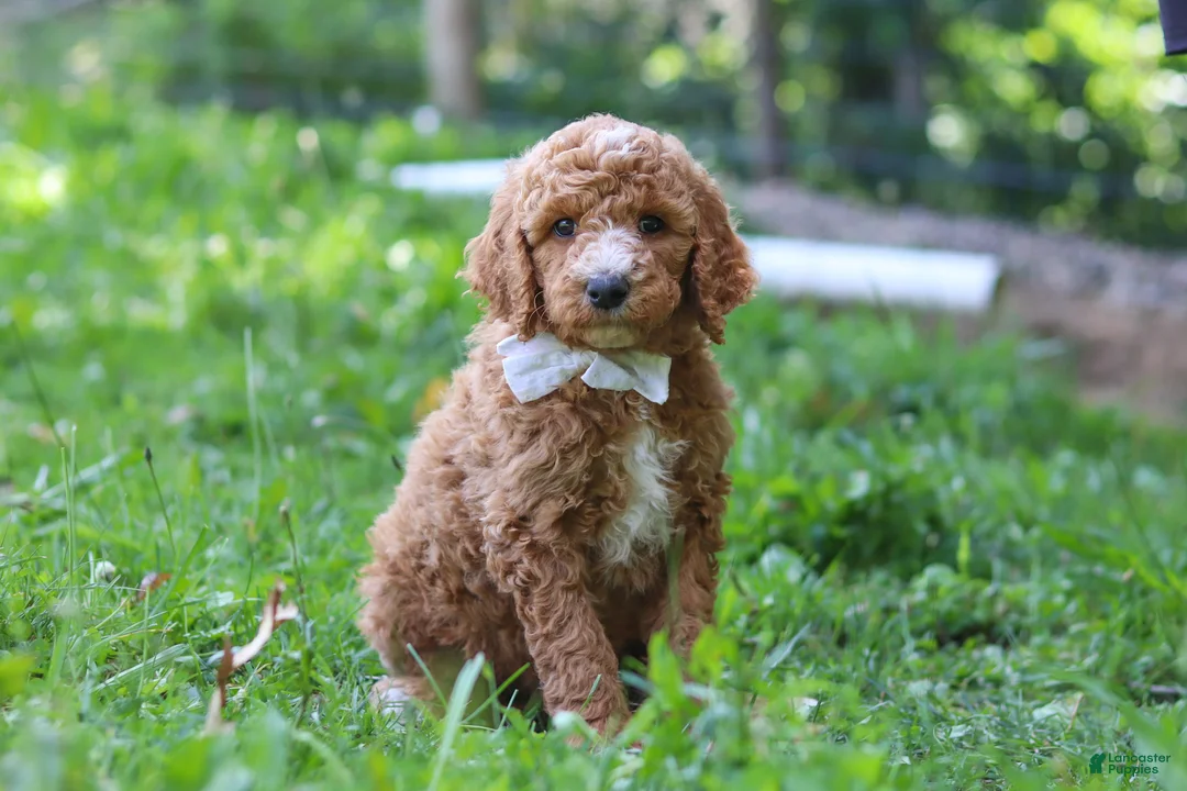 Standard Poodle dogs for sale: Brodie AKC - Ad 1