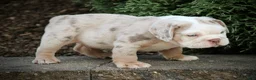 Beabull dogs for sale: Captain - Ad 5