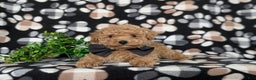 Toy Poodle dogs for sale: Walcott - Ad 8
