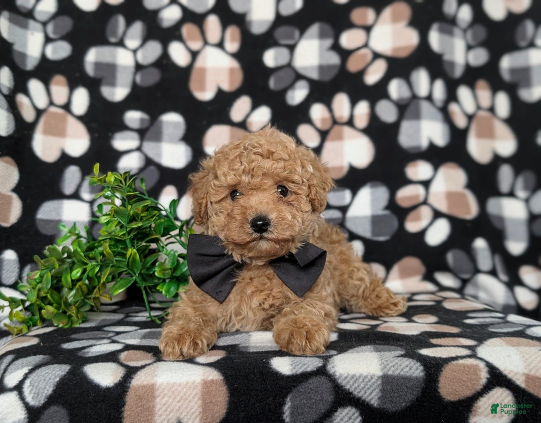 Toy Poodle dogs for sale: Walcott - Ad 8