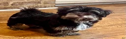 Havanese dogs for sale: Dash - Ad 9