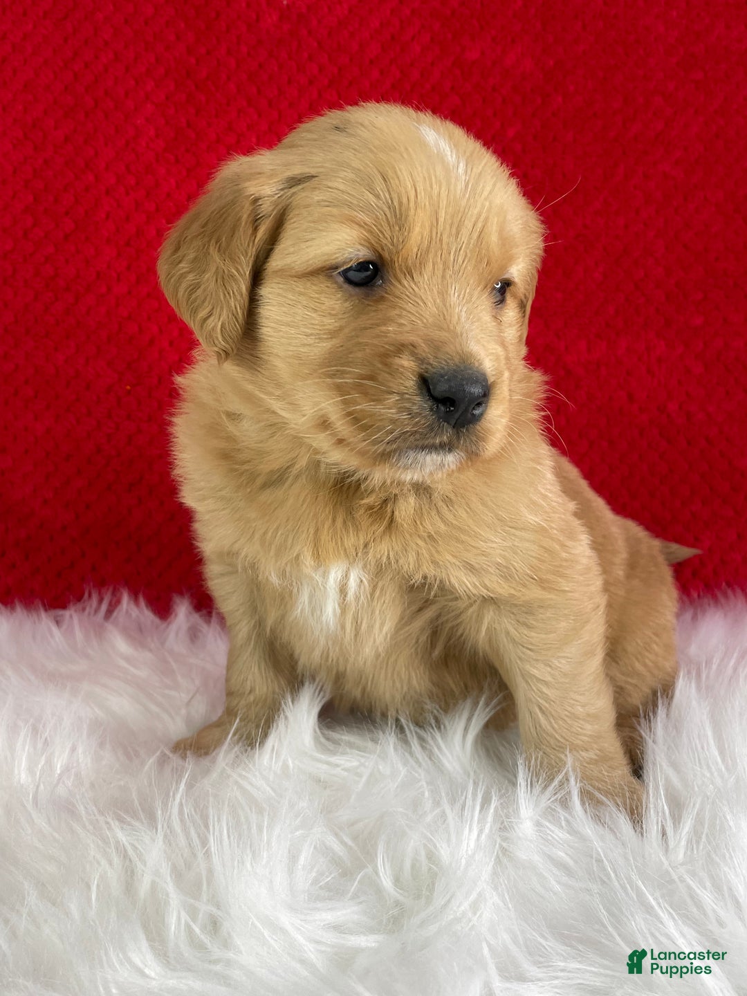 Golden Retriever dogs for sale: Rudolph - Ad 6