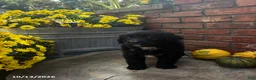 Mini Bernedoodle dogs for sale: Yoyo - Ad 5