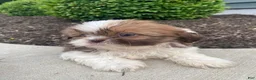 Shih Tzu dogs for sale: Emma - Ad 3