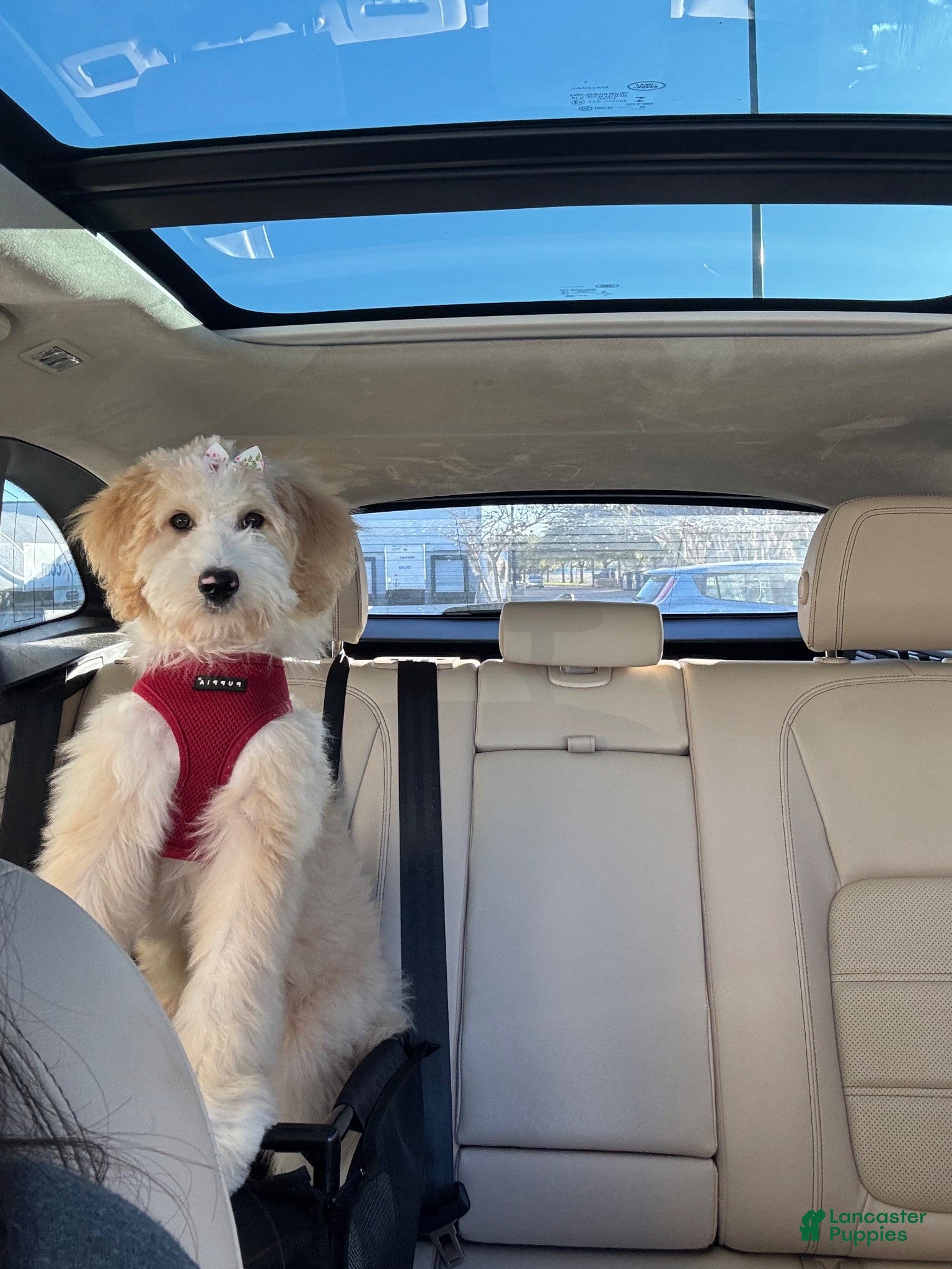 Goldendoodle dogs Goldendoodle 1 - Ad 34