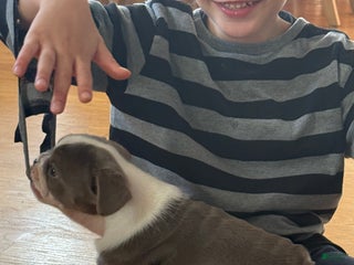 Mixed Breed dogs - Ad 16