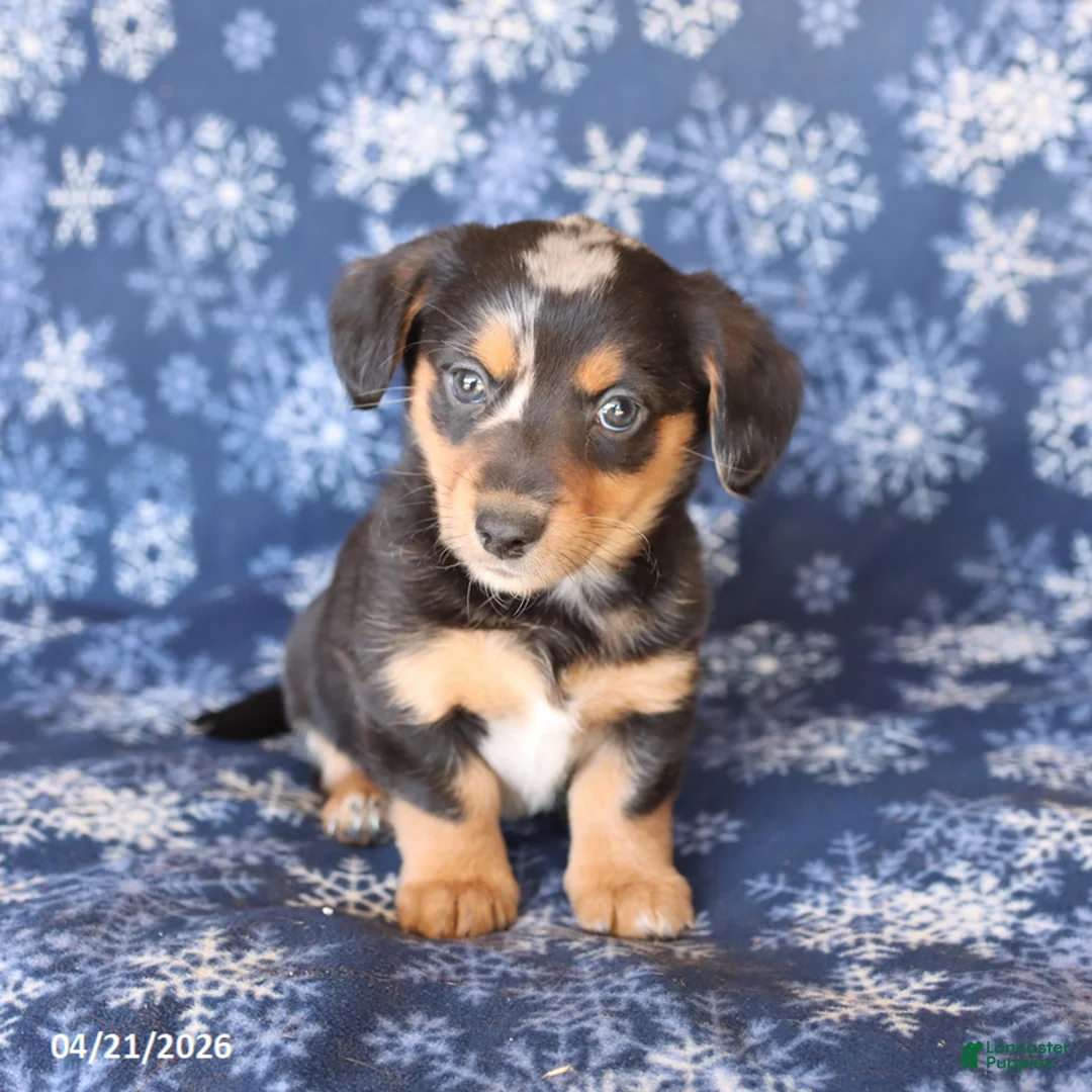 Welsh Corgi Pembroke dogs for sale: Sunny  - Ad 3