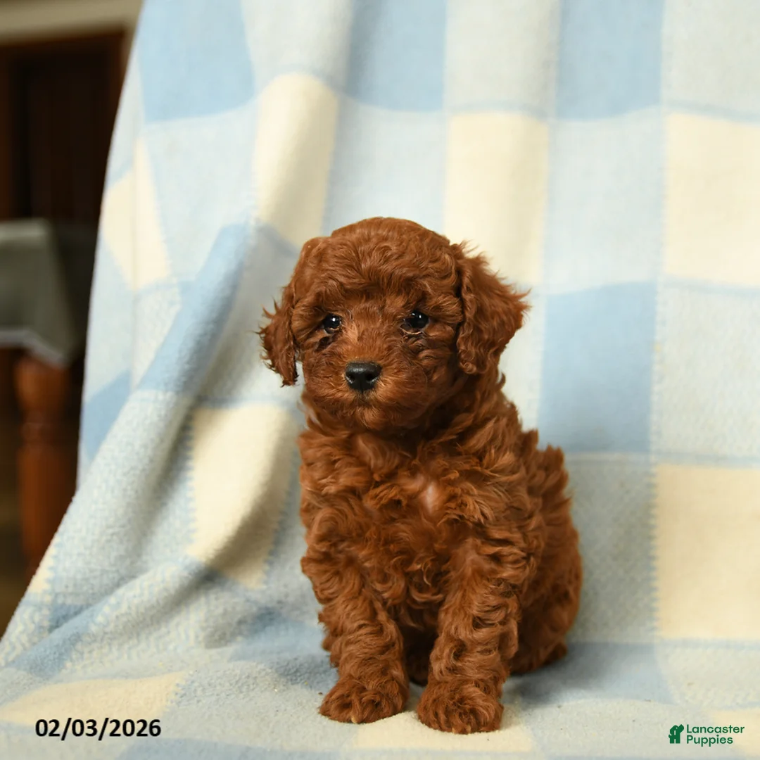 Miniature Poodle dogs for sale: Keturah - Ad 2