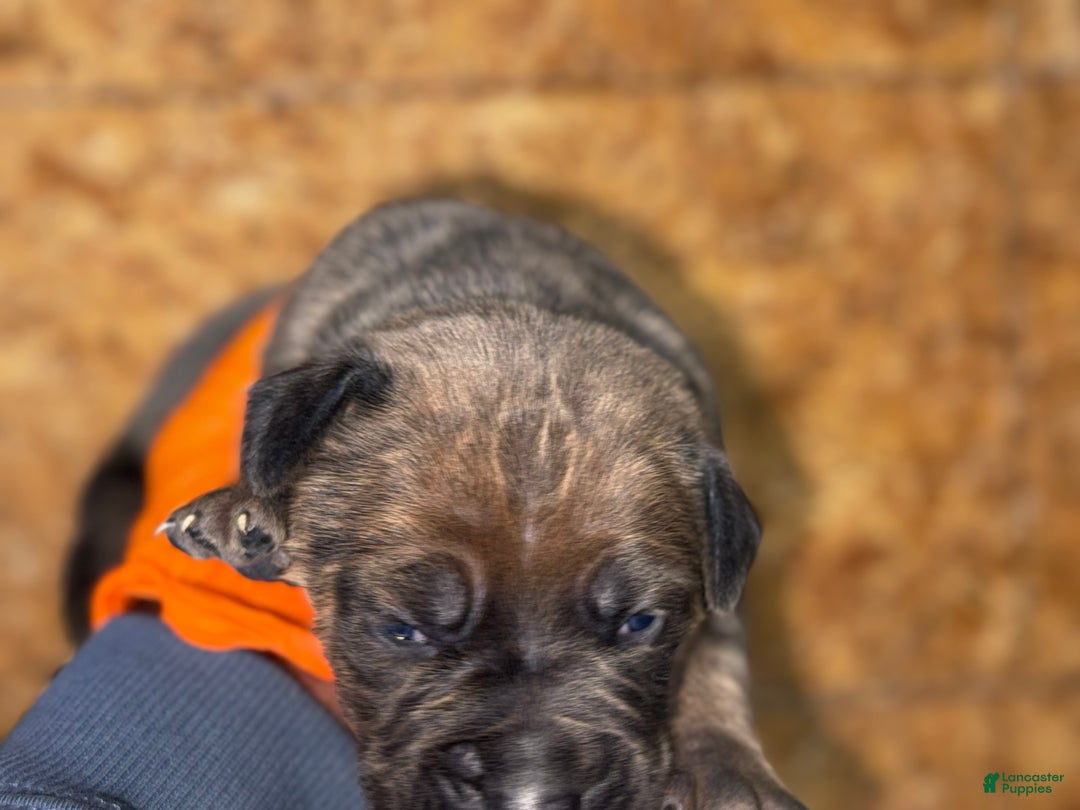 Cane Corso dogs for sale: Cane Corso Puppy 1 - Ad 2