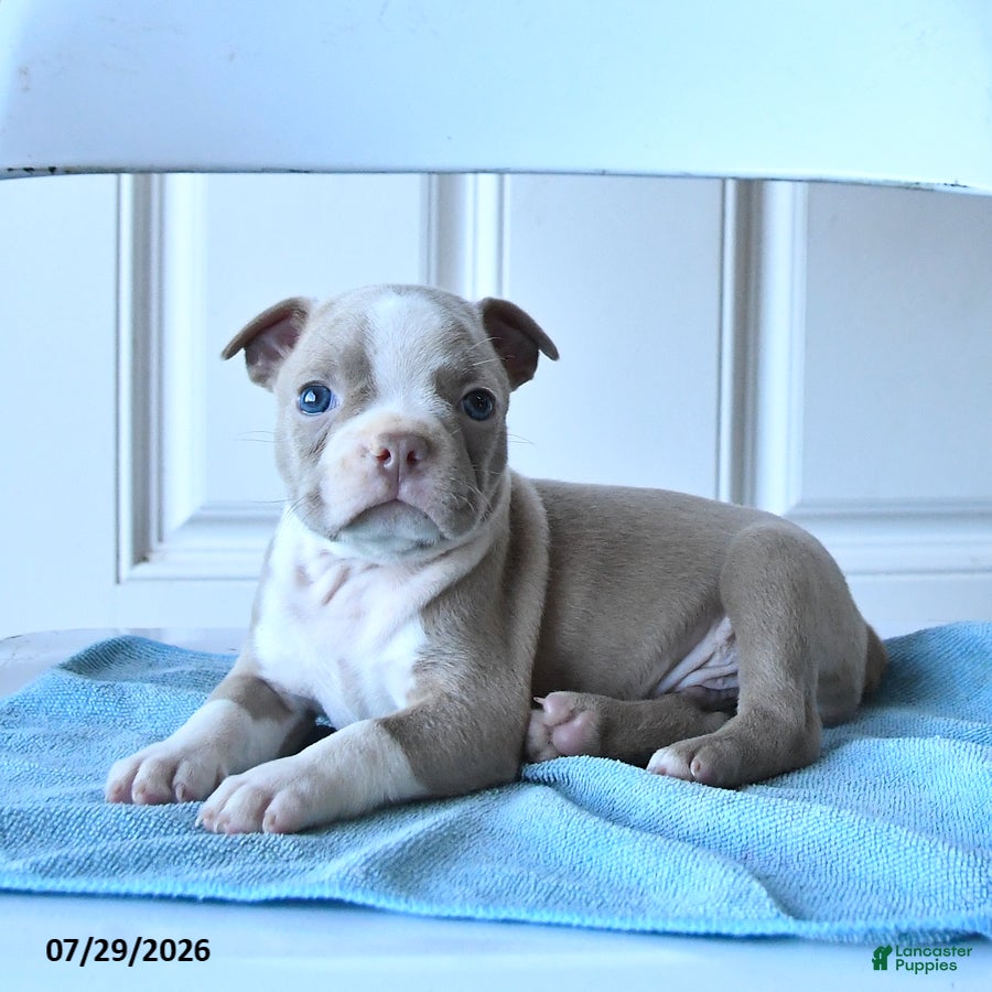Boston Terrier dogs Tom  - Ad 1
