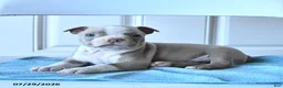 Boston Terrier dogs for sale: Tom  - Ad 1