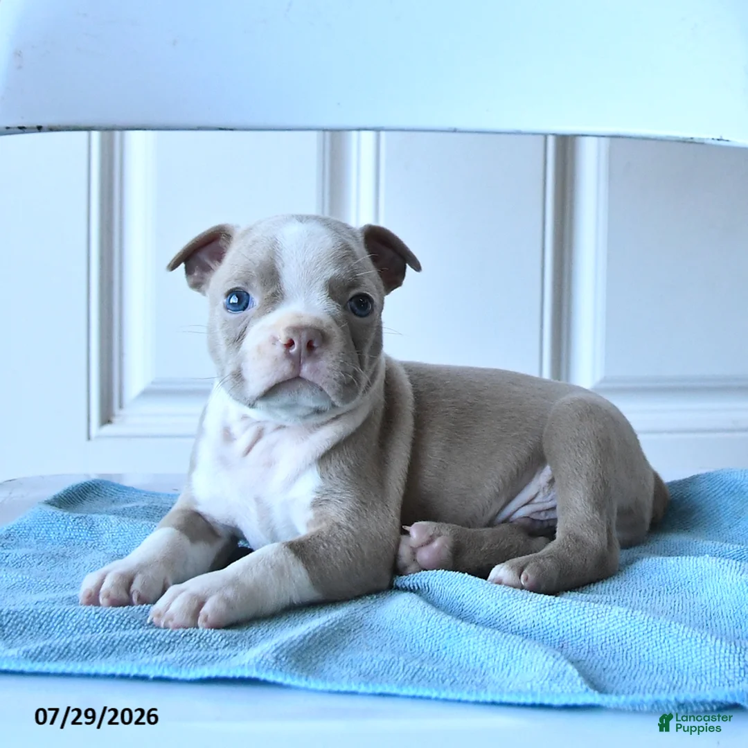 Boston Terrier dogs for sale: Tom  - Ad 1
