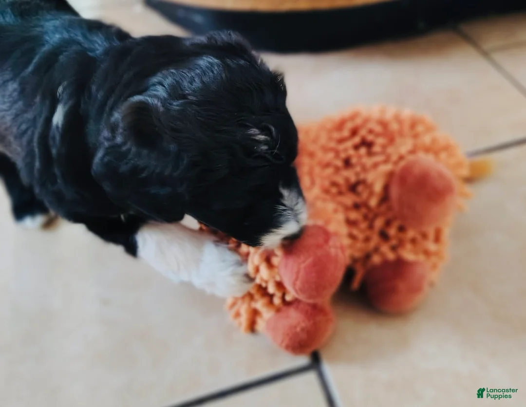 Aussiedoodle dogs for sale: Socks  - Ad 7