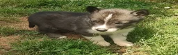 Siberian Husky dogs for sale: Sonya's male 3 - Ad 11