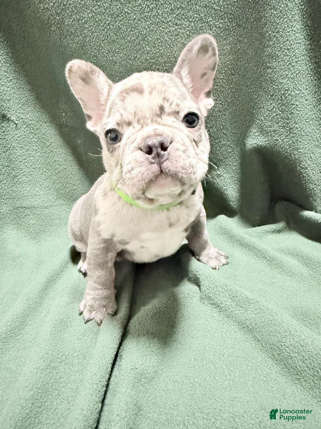 French Bulldog dogs for sale: Benny - Ad 2
