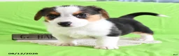 Welsh Corgi Pembroke dogs for sale: Bethany - Ad 10