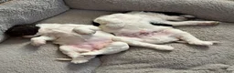 Mixed Breed dogs for sale: Mixed Breed 2 - Ad 6