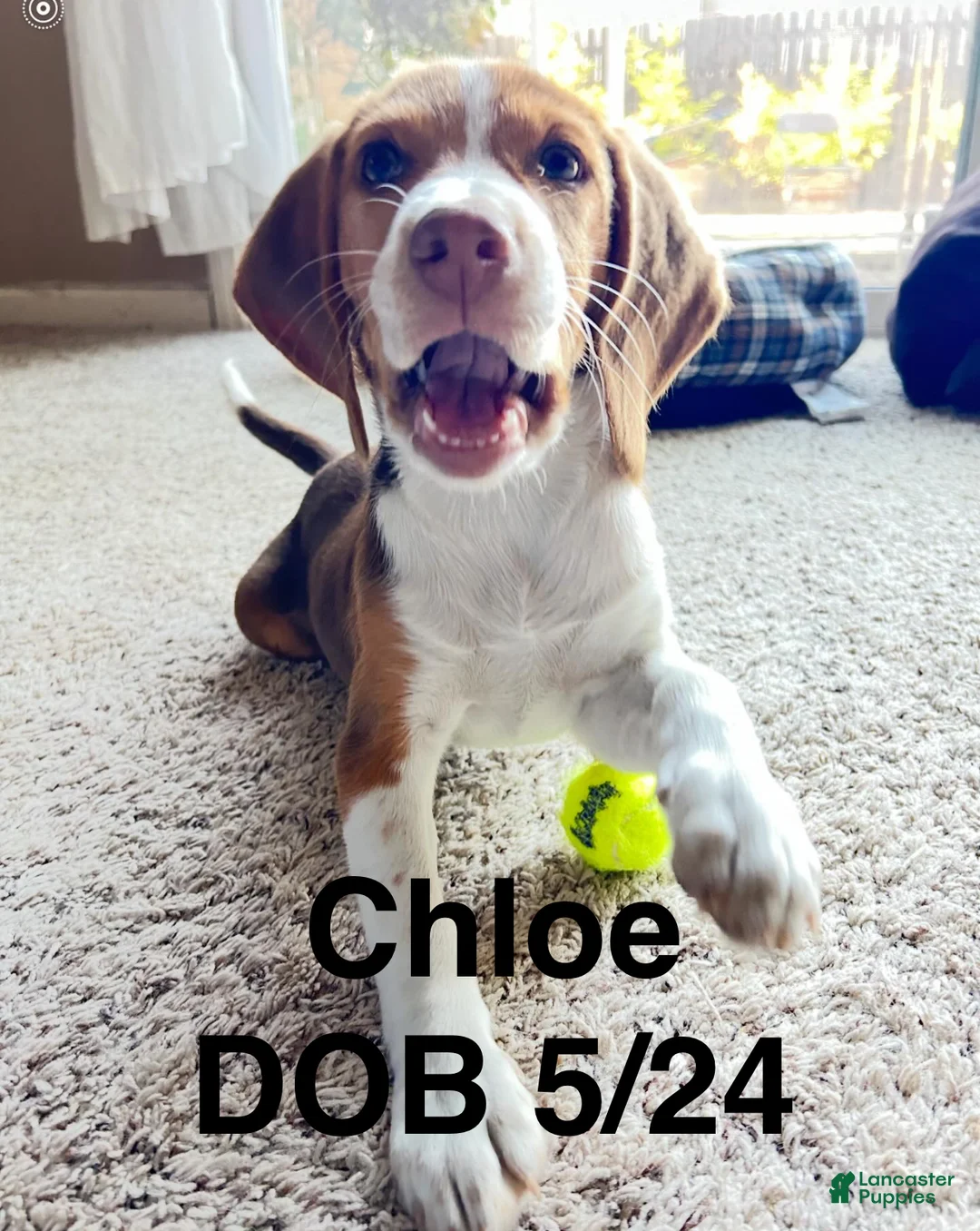 Beagle dogs for sale: Beagle Puppy 6 - Ad 14