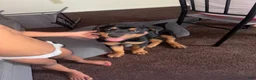 Rottweiler dogs for sale: Rottweiler 1 - Ad 1
