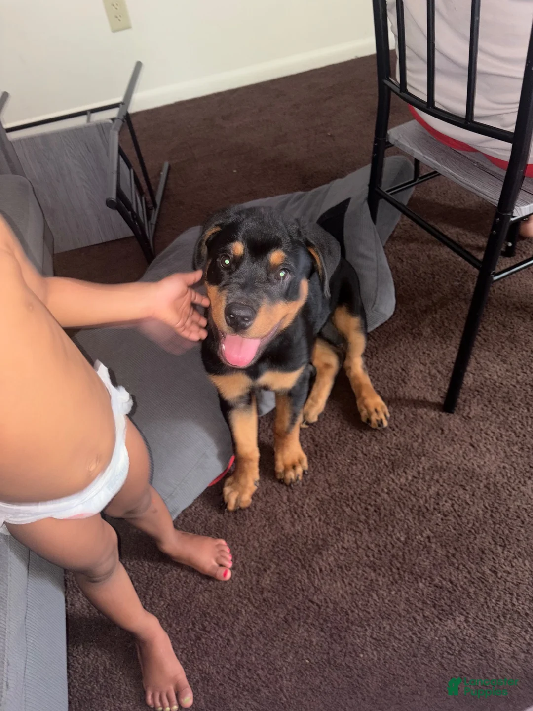 Rottweiler dogs for sale: Rottweiler 1 - Ad 1