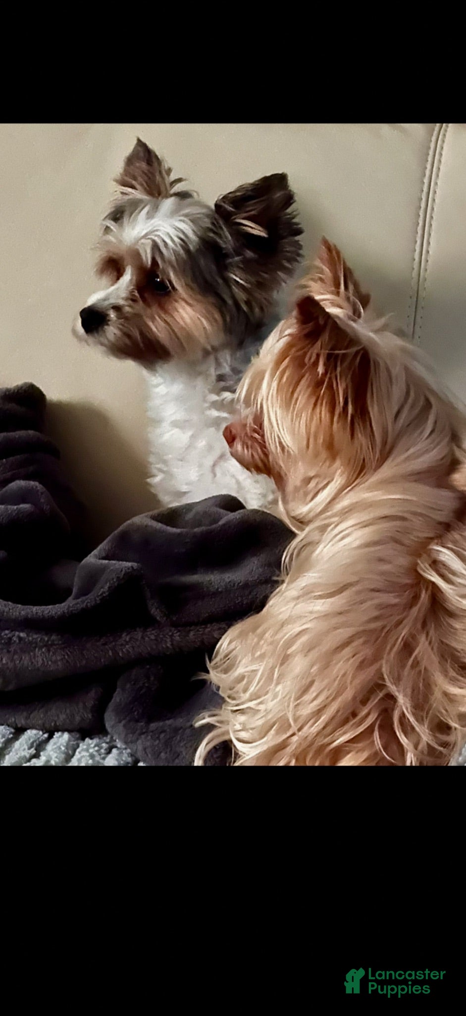 Mixed Breed dogs Piper - Ad 2