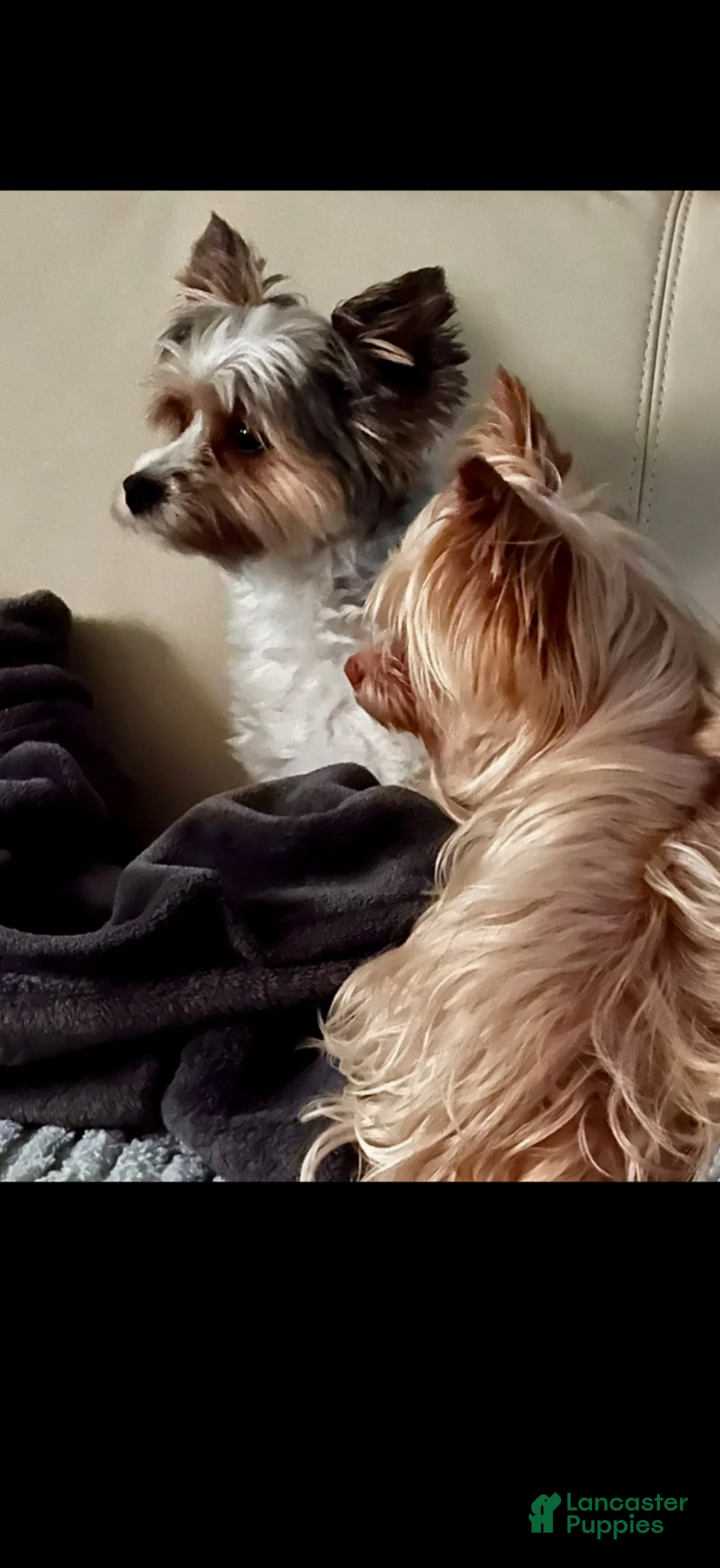 Mixed Breed dogs for sale: Piper - Ad 2