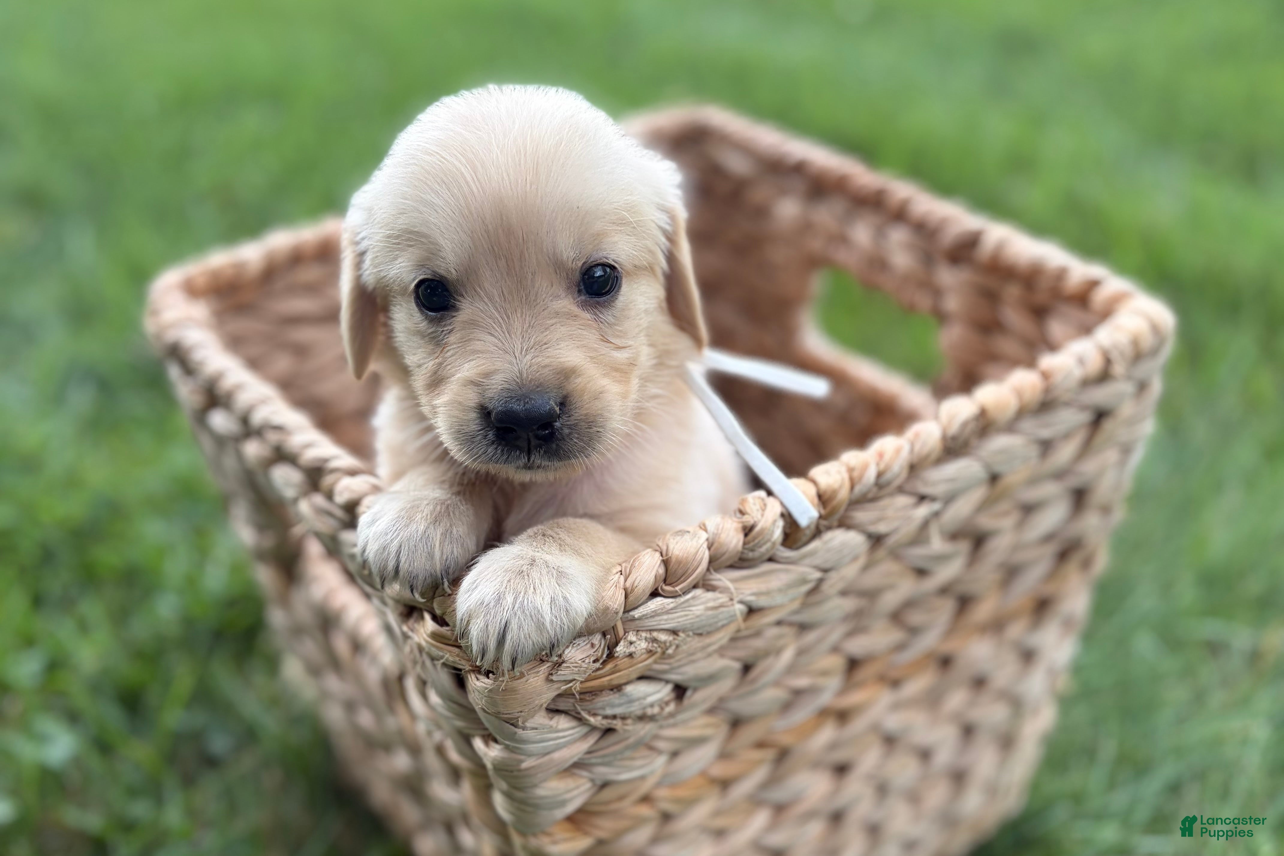 Golden Retriever dogs White - Ad 1