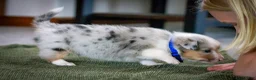 Mixed Breed dogs for sale: Blue - Ad 4