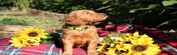 Mixed Breed dogs for sale: Lily - Irish Goldendoodle - Ad 16