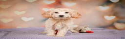 Cavapoo dogs for sale: Parker - Ad 7