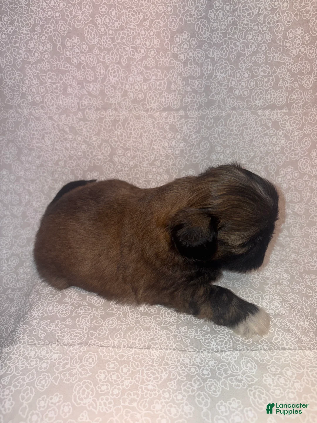 Shih Tzu dogs for sale: Ariel - Ad 2