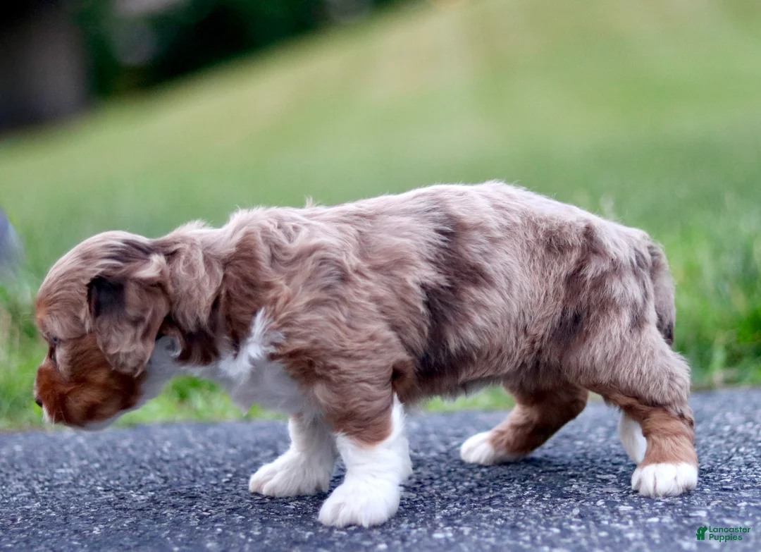 Mini Bernedoodle dogs for sale: Greta - Ad 2