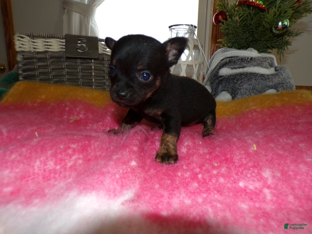 Chihuahua dogs for sale: Chihuahua Puppy 5 Riley - Ad 3