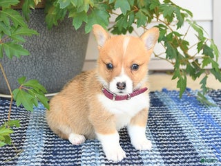 Welsh Corgi Pembroke dogs - Ad 28