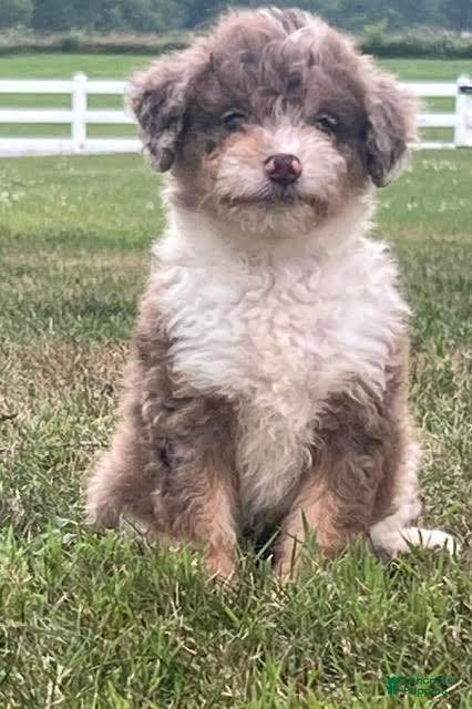 Aussiedoodle dogs Flora Mini Aussiedoodle  - Ad 2