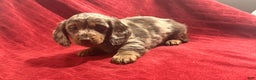Miniature Dachshund dogs for sale: Miniature Dachshund Puppy Huey - Ad 8
