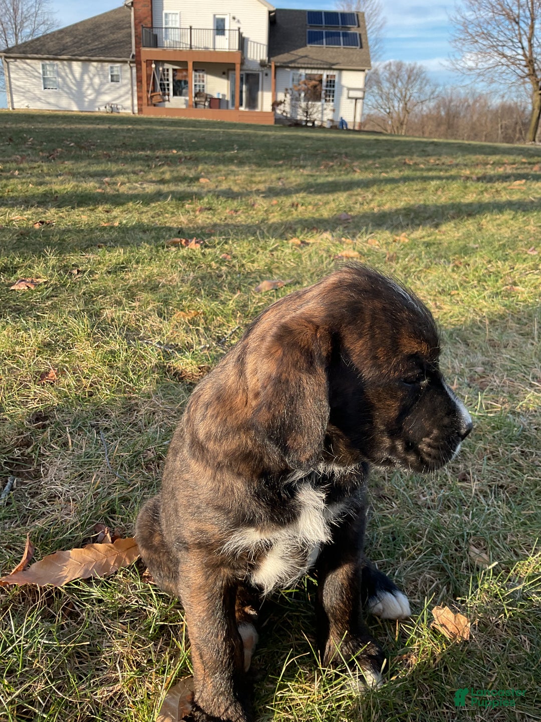 Mixed Breed dogs for sale: Bober - Ad 7