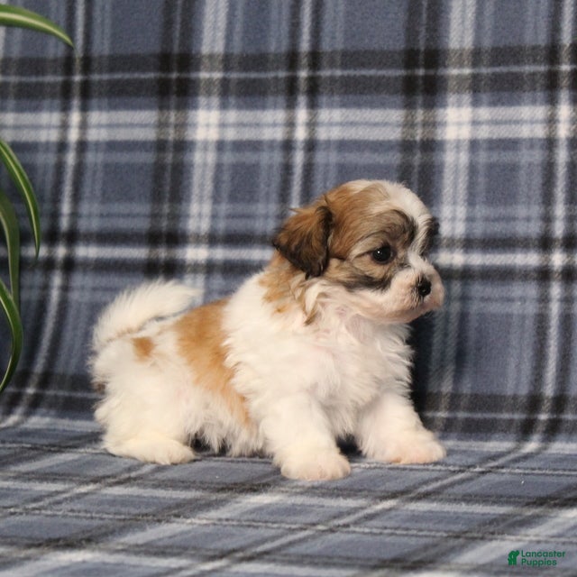 Teddy Bear dogs Yolonda - Ad 2